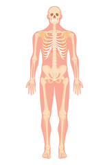 Detailed human anatomy skeleton illustration showing bones and structure of the body