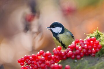 A beautiful great tit sits on the ground and eats red berries. Parus major. 