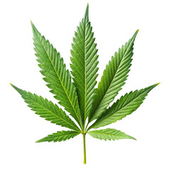 Marijuana leaf isolated on transparent background  
