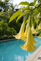 Angel's Trumpet (Brugmansia) Near a Pool, Featuring Fragrant, Trumpet-Shaped Flowers