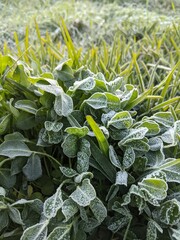 A frosty green plant with a few leaves covered in frost