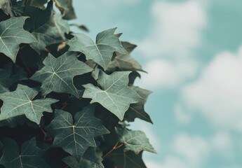 青空の下で葉を広げる美しいアイビーの葉