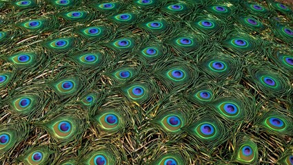 Obraz premium Vibrant peacock feather displaying emerald green turquoise and gold hues with shimmering iridescence