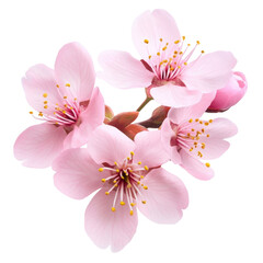 Stunning Closeup of Delicate Pink Cherry Blossoms in Full Bloom, Nature's Beauty Unveiled