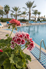 Martha Washington Geranium (Regal pelargonium) Near a Pool, Offering Elegant and Colorful Blooms