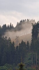 fog in the mountains
