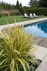 Zebra Grass (Miscanthus sinensis 'Zebrinus') Near a Pool, Adding Texture and Movement to Modern Landscaping