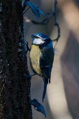 Eurasian blue tit (Cyanistes caeruleus) climbing a tree