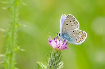 images of wild animals and insects. blue butterfly photos.