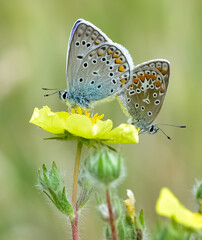 images of wild animals and insects. blue butterfly photos.