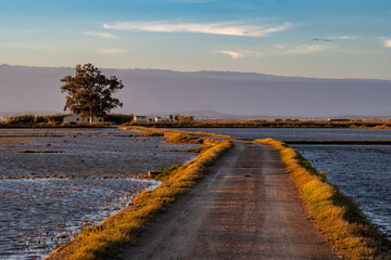 Fototapeta premium Sunset around the Albufera of Valencia (Spain)