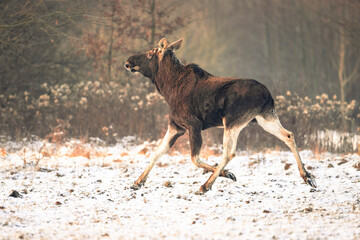 Eurasian moose