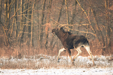 Eurasian moose