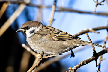 Tree sparrow