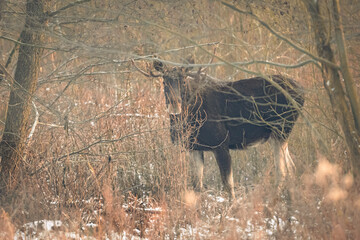 Eurasian moose