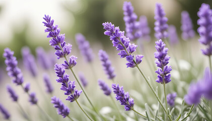 Naklejka premium Close-up of vibrant purple lavender flowers blooming in a field