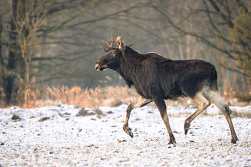 Eurasian moose