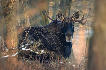 Eurasian moose
