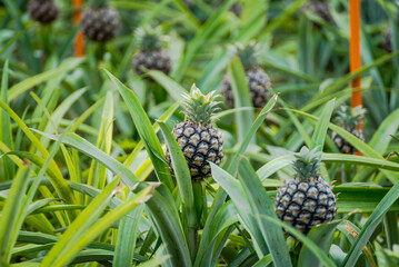 pineapple plantation on the island of Sao Miguel in the Azores islands