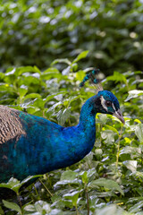 Obraz premium Beautiful peacock foraging among lush greenery in a vibrant garden setting