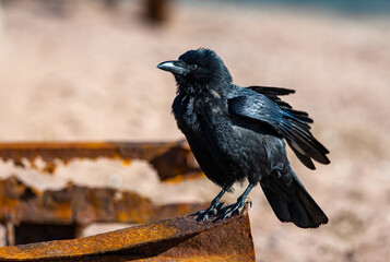 A crow in sharp selective focus at a seafront location. Beautiful black Corvid bird. 
