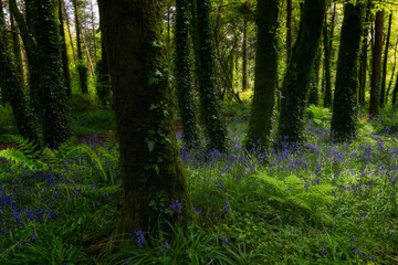 Green forest with blooming bluebells under bright sunlight near dense trees in springtime ambiance.