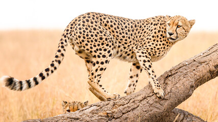Guepardo de perfil sobre un tronco en la sabana