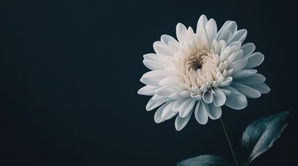 Beautiful White Chrysanthemum Flower on Dark Background