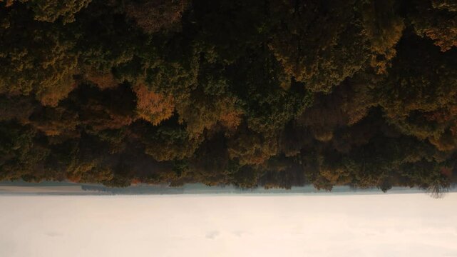 Trippy surreal 4k drone footage of orange summer forest trees. overturn inverted aerial top view. Drone moving upside down above wild big wood forest. Epic panoramic original amazing unreal shot 4k