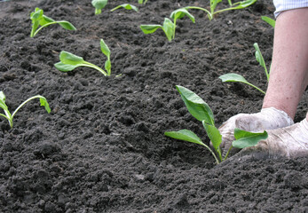 
 hands of senior woman planting a cabbage seedling in the vegetable garden