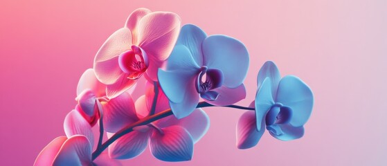 Fototapeta premium close up of orchid flowers in pink and blue tones