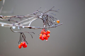 Beeren als Winternahrung f&uuml;r V&ouml;gel am Klingnauer Stausee.