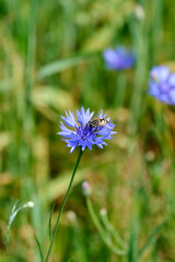hoverfly with black and yellow body on a blue flower in the sun