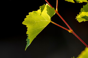 Weinblatt im Gegenlicht