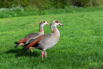 A pair of Nile or Egyptian geese (Alopochen aegyptiaca) on a green meadow in spring