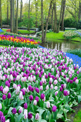 Rows of tulip flowers