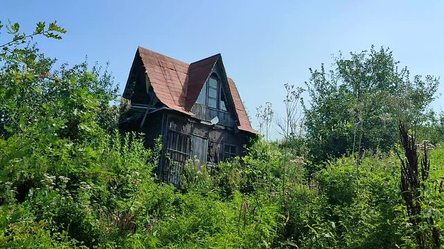 Old ruined wooden house in thicket of greenery on summer day. Old lopsided wooden house overgrown green plants. Small skewed house among green weeds. Bright green foliage and blue sky on sunny day