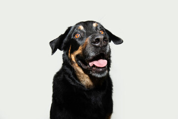 Obraz premium Portrait smiling rottweiler dog with happy expression face. Isolated on black backgorund