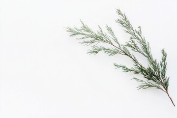 A single branch of a tree lying on a white surface, simple and clean design
