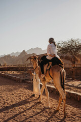 Camel ride in Egypt