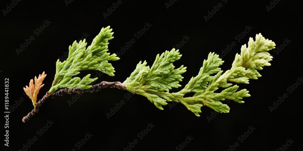 Poster a close-up view of a tree branch with leaves and bark