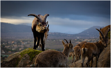 macho montes gesto celo