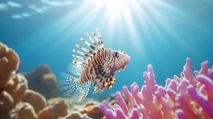 Lionfish swimming near coral reef, sunlit ocean. Underwater wildlife, marine life stock photo