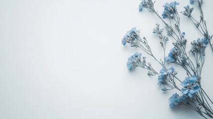 dried blue flowers on a white background