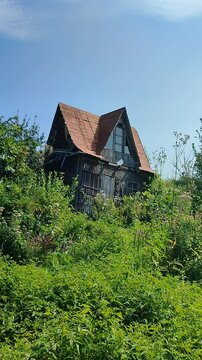 Old ruined wooden house in thicket of greenery on summer day. Old lopsided wooden house overgrown green plants. Small skewed house among green weeds. Bright green foliage and blue sky. Vertical