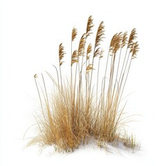 A close up view of tall brown grasses on a white background.