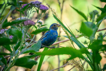 Indigo Bunting young male with purple flowers.