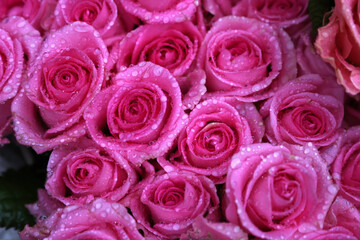 pink roses background