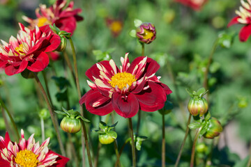 dahlia; Impression Festivo, red with white petals, yellow heart, green background with flower buds and flowers