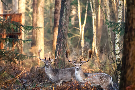deer, wild lebende tiere, natur, wald, bock, wild, geweih,damhirsch, hirsch, fallow deer, wildlife, forest , 